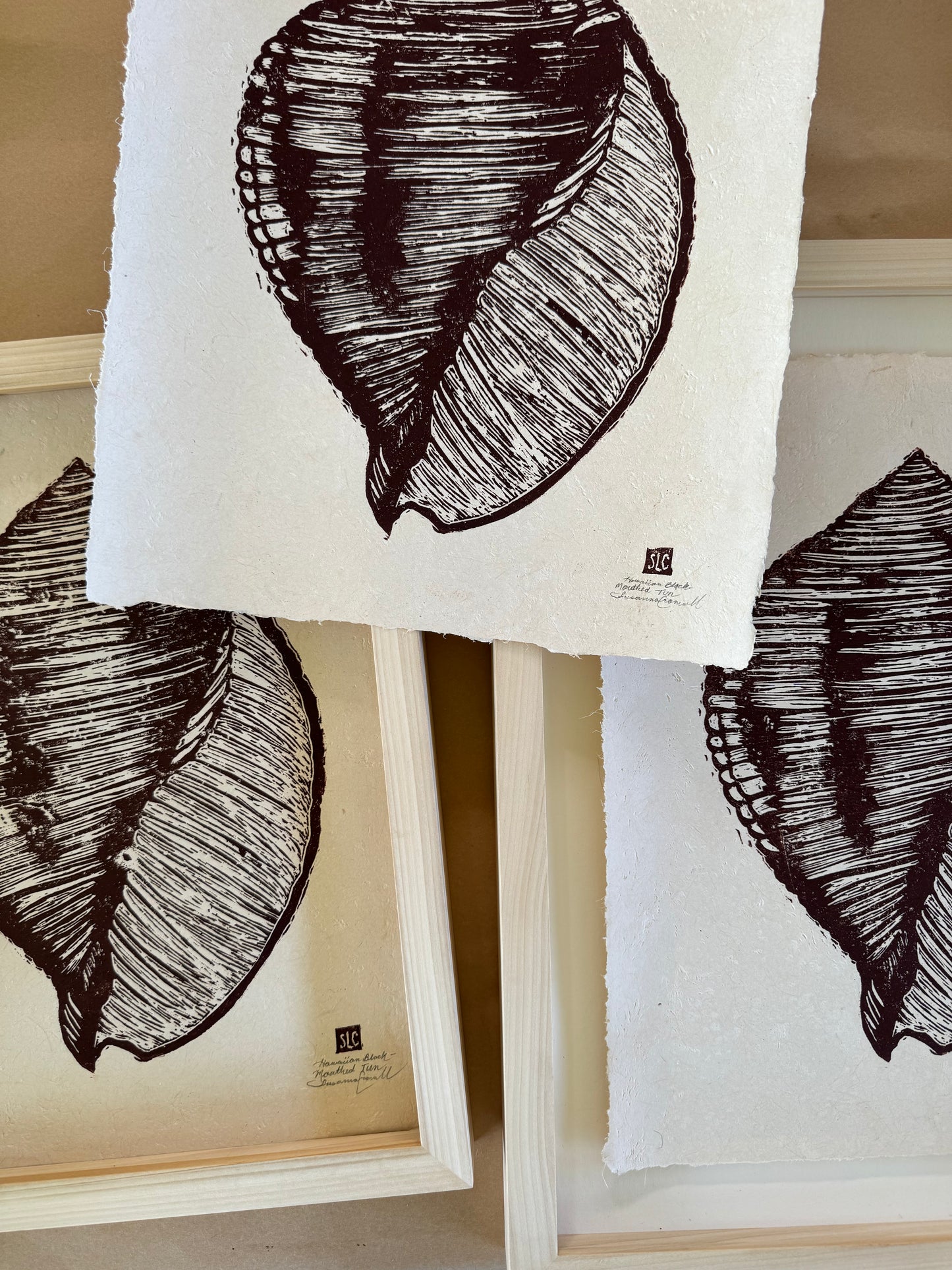 Hawaiian Black Mouthed Tun