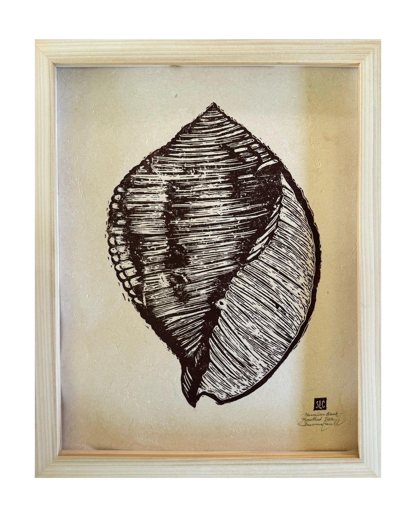 Hawaiian Black Mouthed Tun