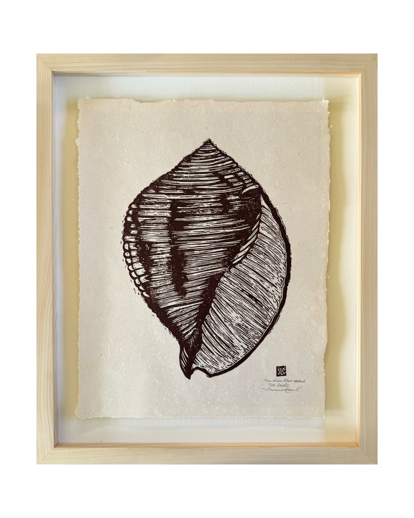 Hawaiian Black Mouthed Tun