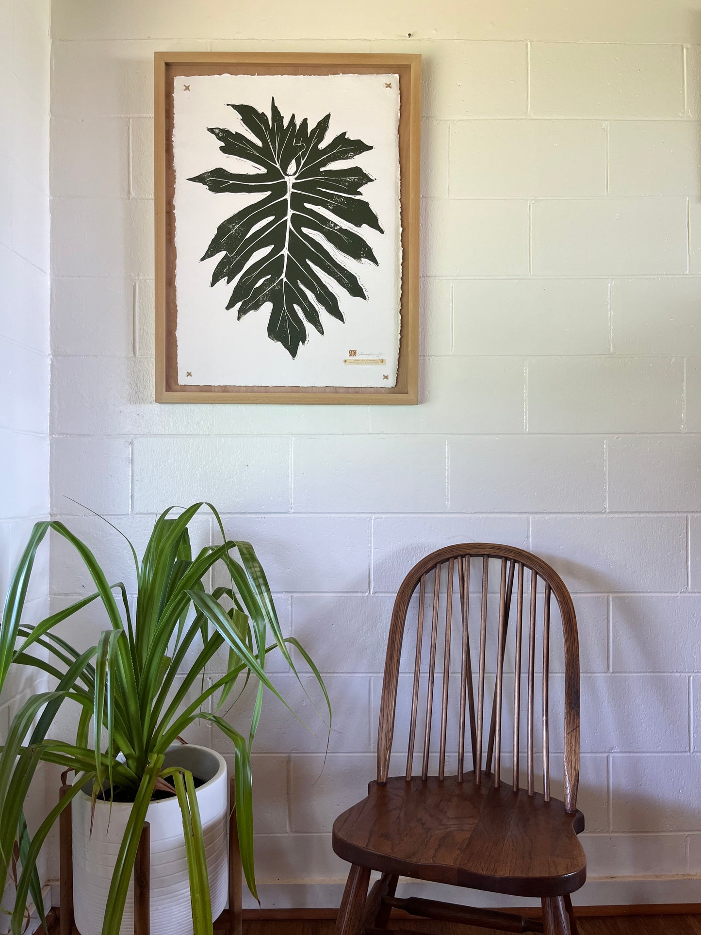 Split-Leaf Philodendron