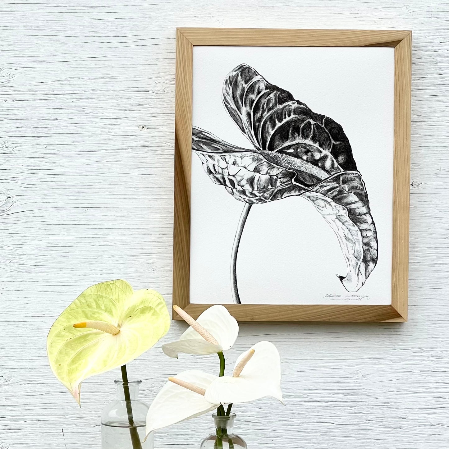 Andraeanum Single Stem • Giclée of Original Graphite Drawing