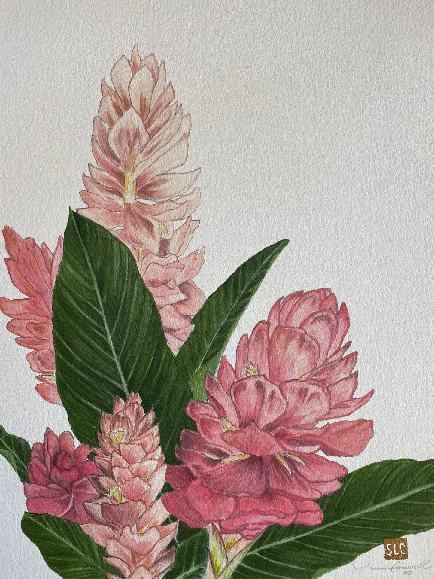 Roadside Ginger • Giclée of Original Watercolor