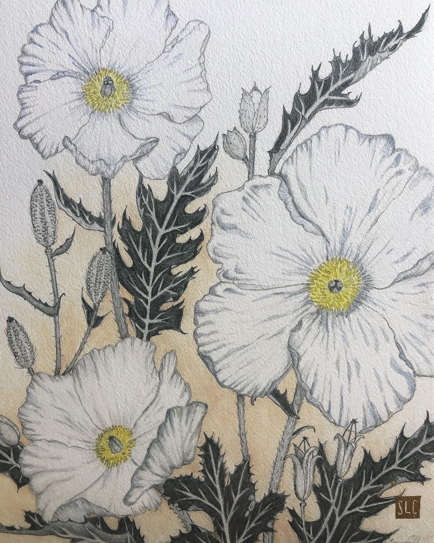 Pua Kala • Giclée of Original Watercolor + Graphite