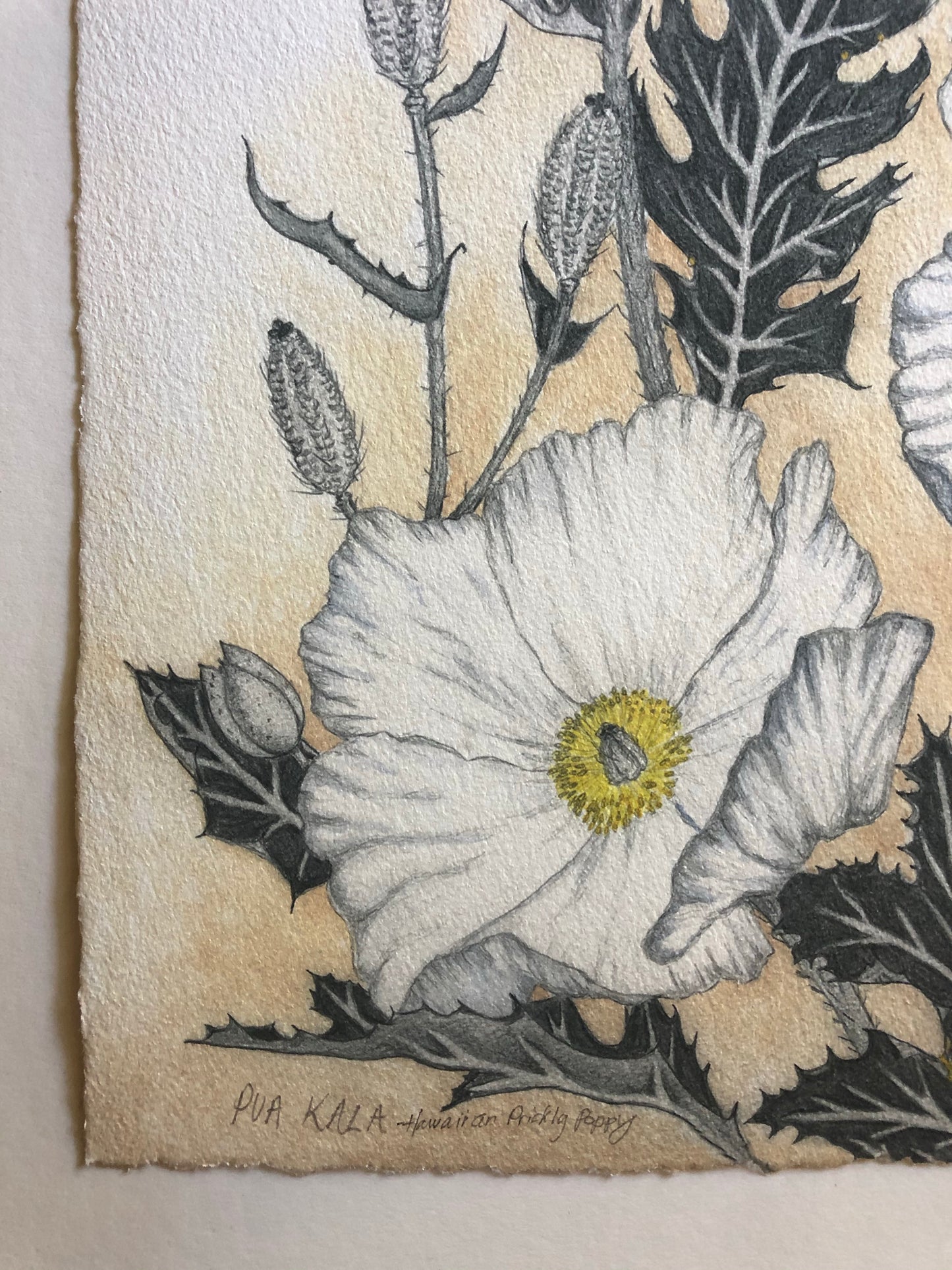 Pua Kala • Giclée of Original Watercolor + Graphite