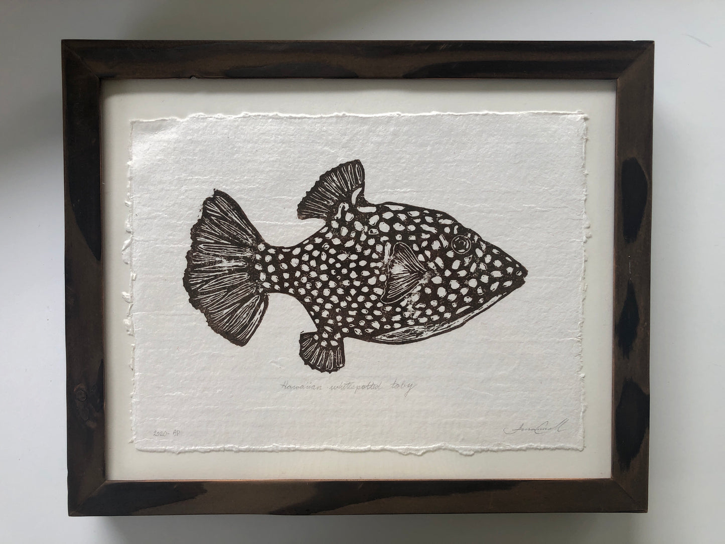 Framed Hawaiian whitespotted toby