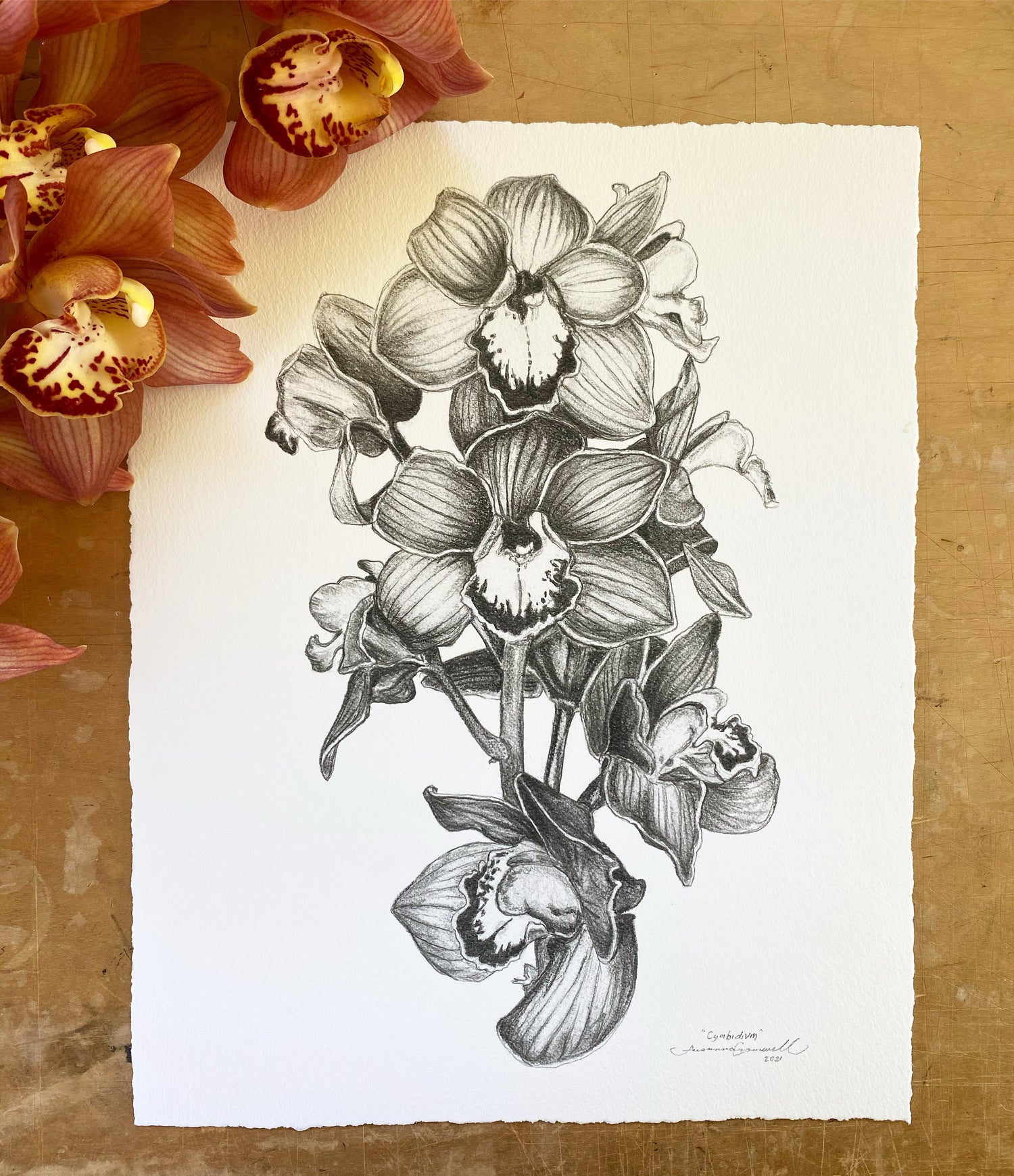 Botanical & Marine Illustrations