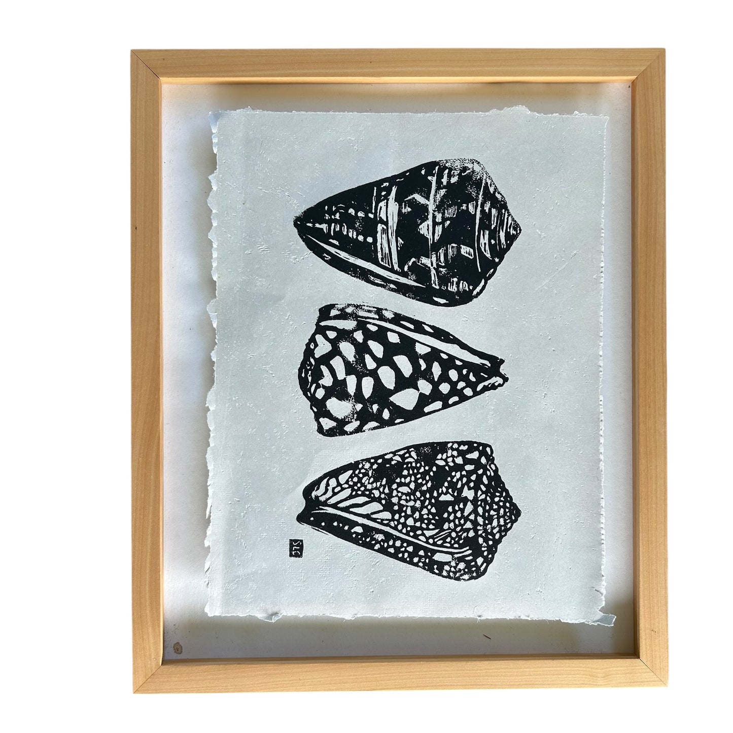 Cone Shell Collection