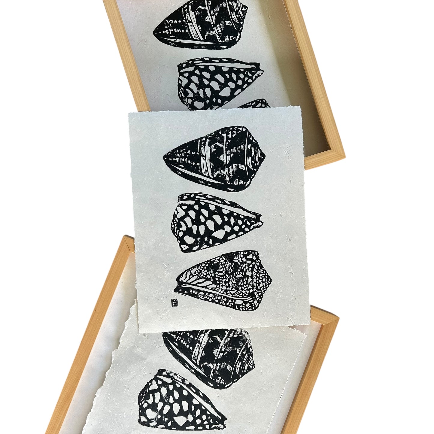 Cone Shell Collection