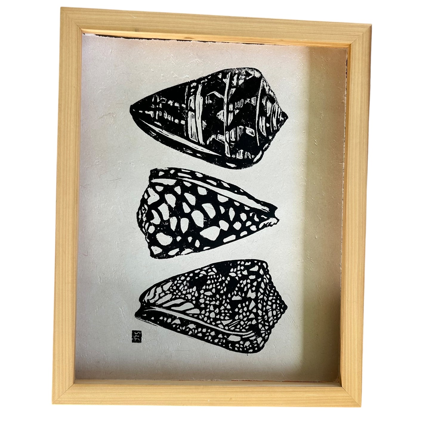 Cone Shell Collection