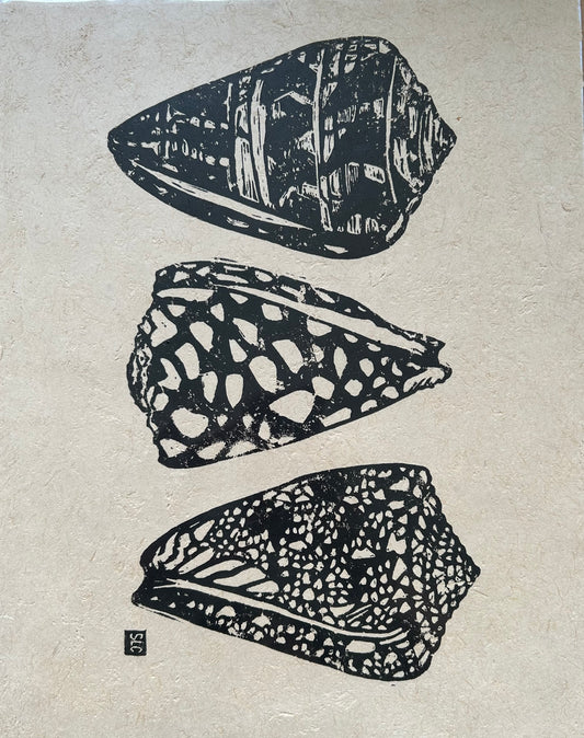 Cone Shell Collection