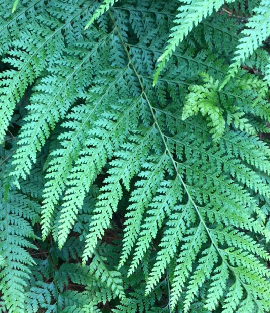 Gift card for artwork by Susanna L. Cromwell