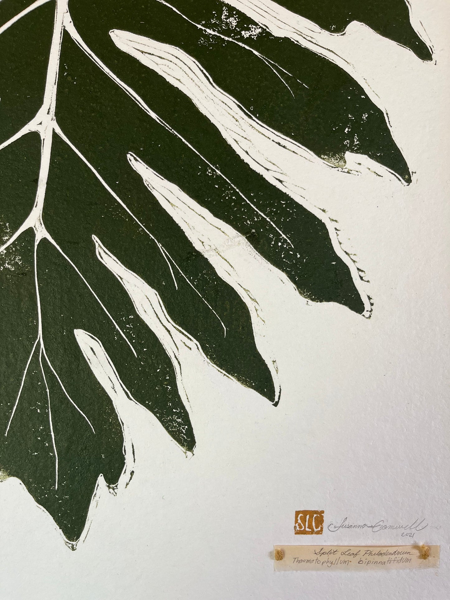 Split-Leaf Philodendron