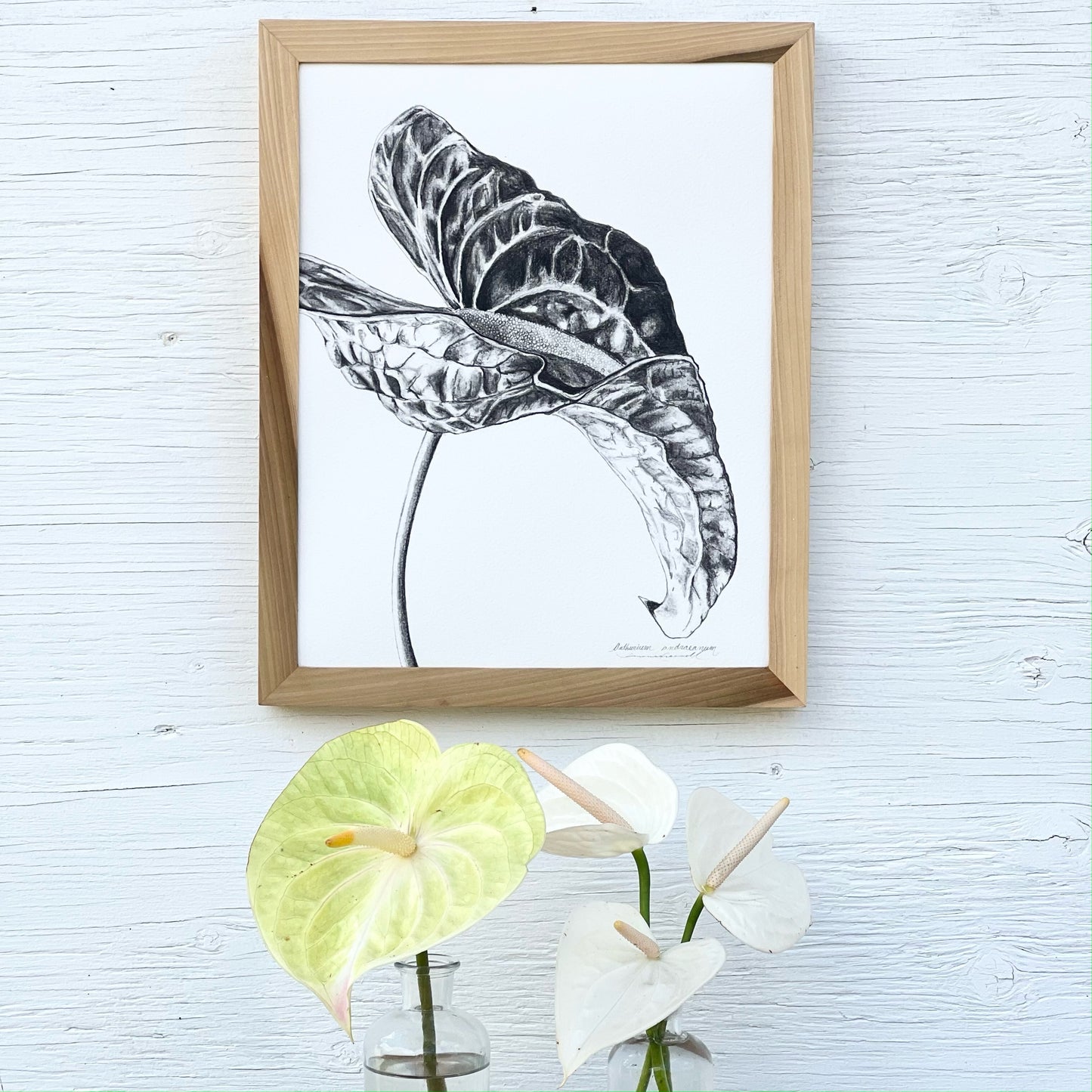 Andraeanum Single Stem • Giclée of Original Graphite Drawing