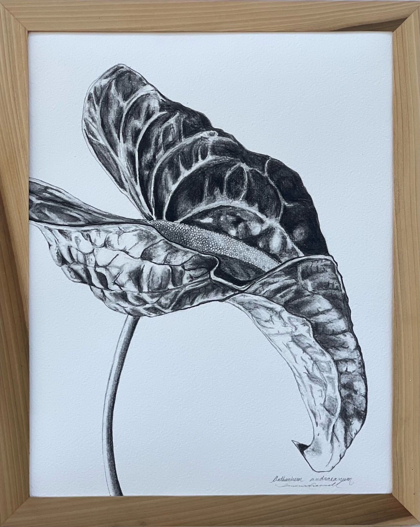 Andraeanum Single Stem • Giclée of Original Graphite Drawing