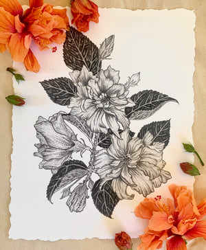 Double Peach Hibiscus • Giclée of Original Graphite Drawing