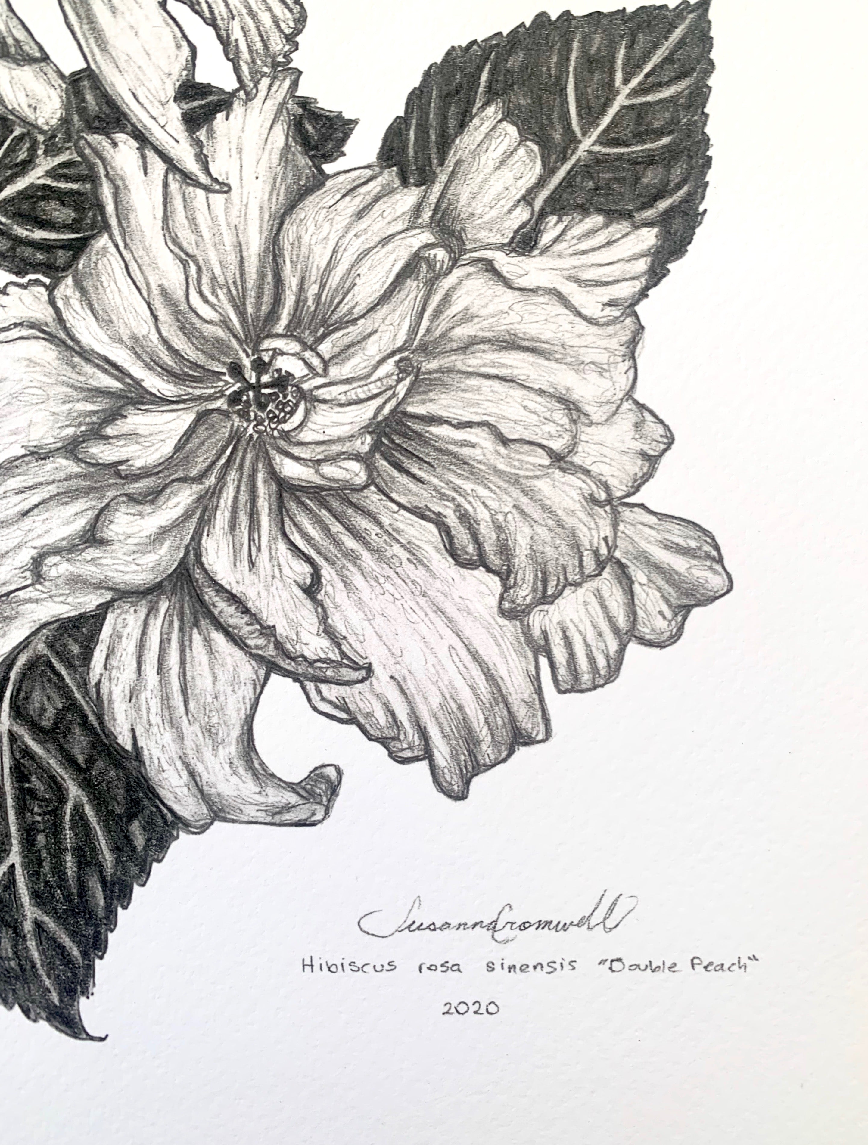 Double Peach Hibiscus • Giclée of Original Graphite Drawing