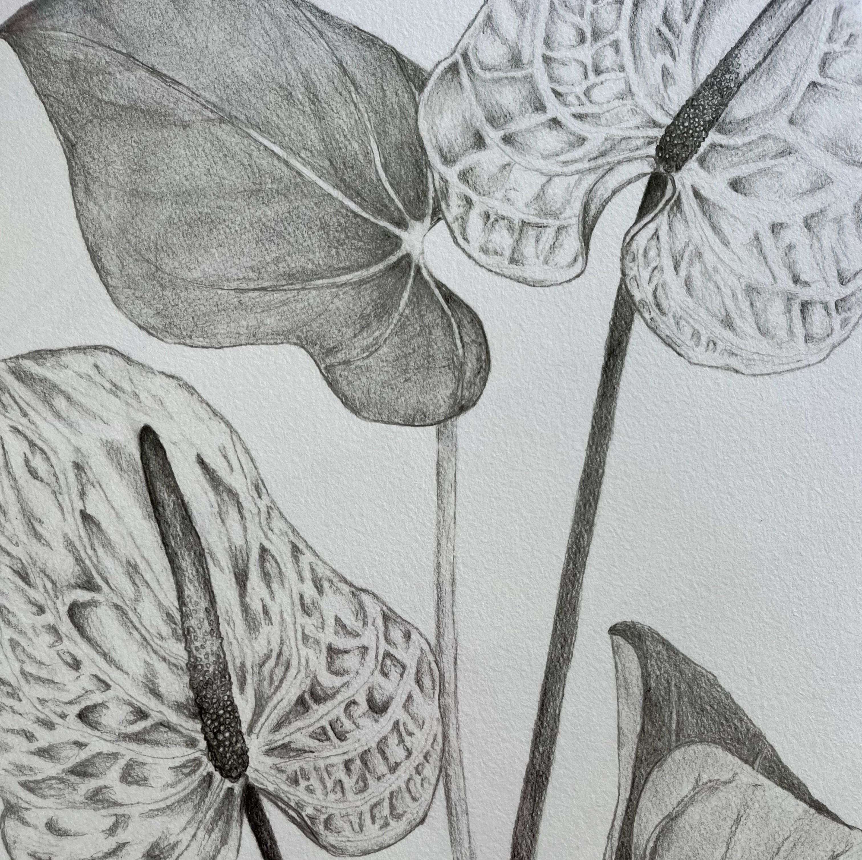 Anthurium • Giclée of Original Graphite Drawing