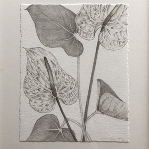 pencil drawing of anthuriums