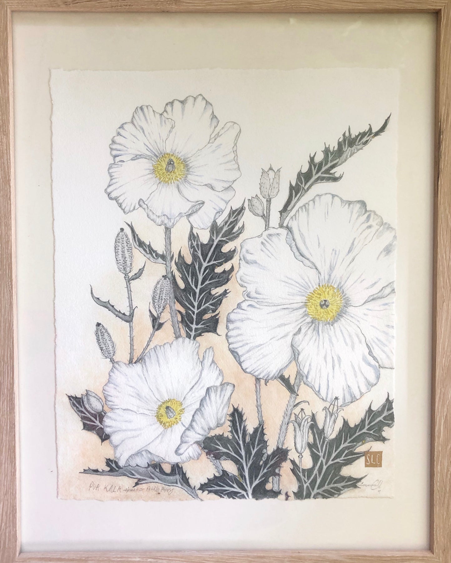 Pua Kala • Giclée of Original Watercolor + Graphite